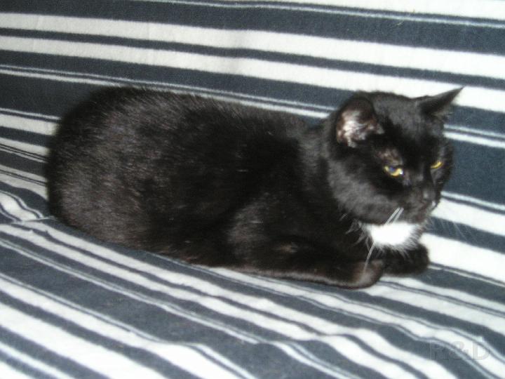 Katten (1).JPG